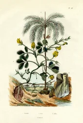 Planta de maní, 1833-39